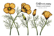 Orange California Poppy Flower And Leaf Drawing Illustration With Line Art On White Backgrounds.