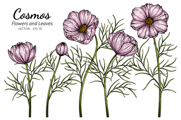 Wall Mural - pink cosmos flower and leaf drawing illustration with line art on white backgrounds.