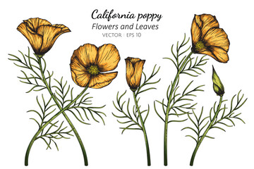 Wall Mural - Orange California Poppy flower and leaf drawing illustration with line art on white backgrounds.