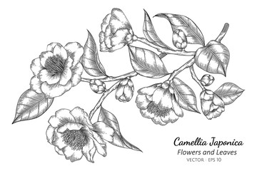 Wall Mural - Camellia Japonica flower and leaf drawing illustration with line art on white backgrounds.