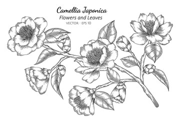 Wall Mural - Camellia Japonica flower and leaf drawing illustration with line art on white backgrounds.