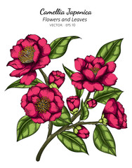 Wall Mural - Pink Camellia Japonica flower and leaf drawing illustration with line art on white backgrounds.