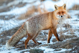 Fototapeta  - Red fox portrait photography