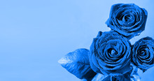 Blue Roses With Dew Drops On A Classic Blue Background. Spring Background With Roses, Copy Space For Text. Drops Of Water Glisten In The Sun.