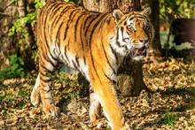 The Siberian Tiger,Panthera Tigris Altaica In The Zoo