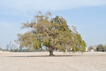 Sidra Tree in the sunny day at Bahrain Fort