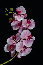 Pink White Orchid Flower On Black Background Close Up..