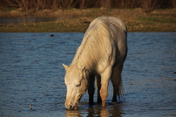 Wall Mural - CAVALLO CAMARGUE