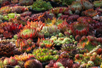 Wall Mural - Beautiful variety of sempervivum - houseleek plants in a collectors garden collection