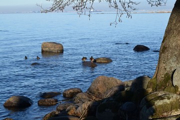 ducks on the lake