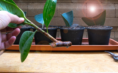 The process of rubber plant propagation After cutting the branches to 45 degrees . Indoor Trees for Every Room of Your House. air purifying plant 