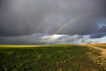  Rainbow against the background of clouds and a yellow field of rapeseed