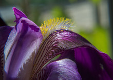 Natural Floral Background With Purple Bearded Iris On A Blurred Background. Macro Shot Of A Iris Flower