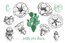 .Prickly Pear Flowers Set. Hand-drawn Cactus Flowers. Vintage Engraved Design Elements. Vector Illustration. Clipart..