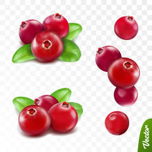 3d Realistic Vector Berries Set, Fresh Cranberry Fruit With Leaves Isolated