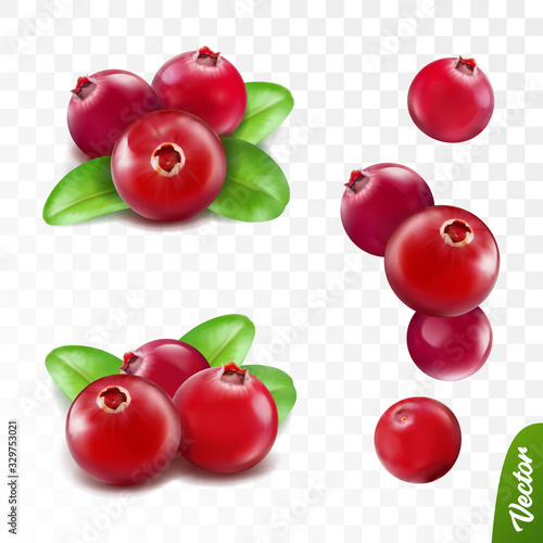 3d realistic vector berries set, fresh cranberry fruit with leaves isolated