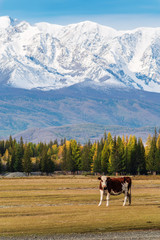 Wall Mural - A cow grazing in the Kurai steppe at the foot of the North Chuysky ridge. Altai Republic, Russia