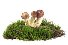 Mushrooms With Undergrowth Isolated On White Background