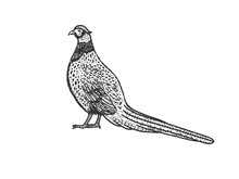 Common Pheasant Bird Sketch Engraving Vector Illustration. T-shirt Apparel Print Design. Scratch Board Imitation. Black And White Hand Drawn Image.