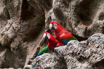 Portrait of two parrots