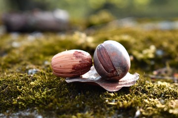 two snails in the garden