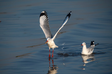 Beautiful of Brown-headed gull flying