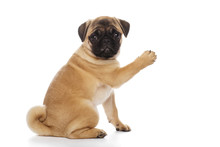 Pug Puppy, Isolated On A White Background