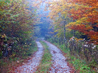 Wall Mural - forest