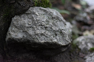 Wall Mural - rock in the forest