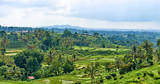 Fototapeta Na sufit - Bali island green rice terraces of Jatiluwih.