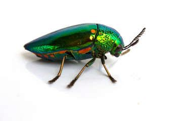 buprestis beetle buautiful shiny jawel bug on white background, green beetle nater