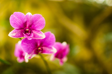 Beautiful red orchid flower unique in the rainy blurred background,  bokeh, greenery