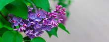 Fresh Pink And Purple Lilac Branch Macro, Copyspace, Selective Focus, Toned, Banner