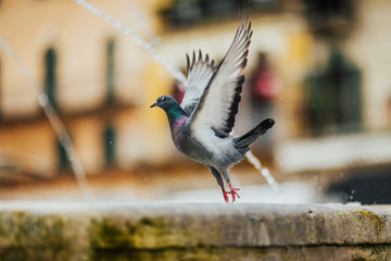 Bird ready for flying. A free grey dove isolated on a city background. Bird of peace. Pigeon mail. 