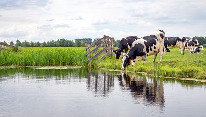 Sticker - Cow drinking water on the bank of the creek a rustic country scene, reflection in a ditch, a blue sky with clouds.