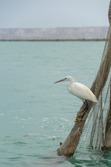 Wall Mural - Egret