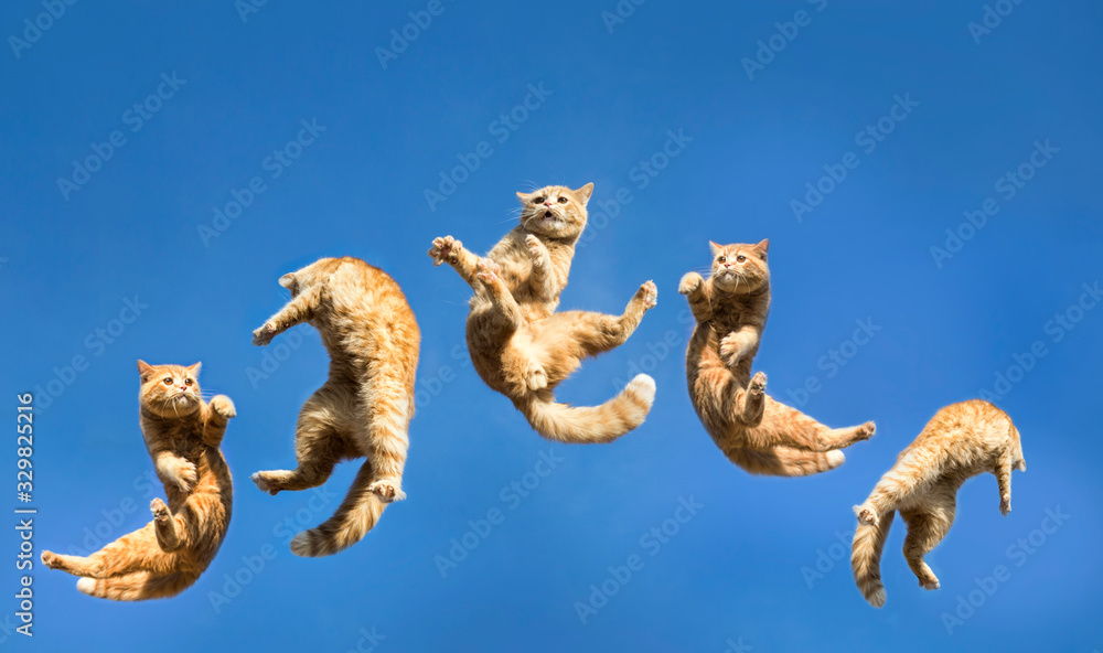 jumping cat shot on clear sky - obrazy, fototapety, plakaty 