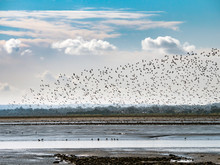 Massive Flock Of Birds Coming In To Land On Irish Shoreline