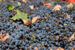 grapes variety Cabernet Sauvignon