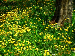 Canvas Print - forest