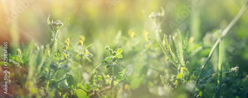 Clover and fresh grass in spring, beautiful nature in meadow