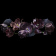 Black tulips isolated on black background. Floral arrangement, bouquet of garden flowers. Can be used for invitations, greeting, wedding card.