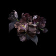Black tulips isolated on black background. Floral arrangement, bouquet of garden flowers. Can be used for invitations, greeting, wedding card.