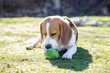 © Victor - Young tricolor beagle, lying on the grass and watching intently next to his ball after playing