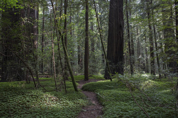  The Redwoods