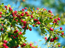 Close-up Of A Bush With Red Berries And Green Leafs With Blue Sky Background On A Sunny Autumn Day In Europe 