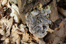 Gray And Brown Turkey Tail Mushroooms On A Log At Linne Woods At Morton Grove, Illinois