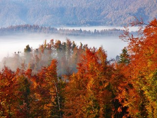 Canvas Print - forest