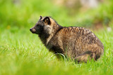 Fototapeta Mapy - Wild raccoon dog, nyctereutes procyonoides, observing surroundings in summertime. Mammal looking aside while standing on a green lawn. Animal with fur standing on a meadow.