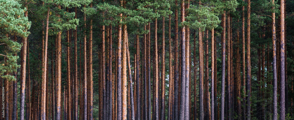 close-up of pine forest tree trunks, background with straight, brown trunks, branches with green needles at the top and left half - obrazy, fototapety, plakaty 